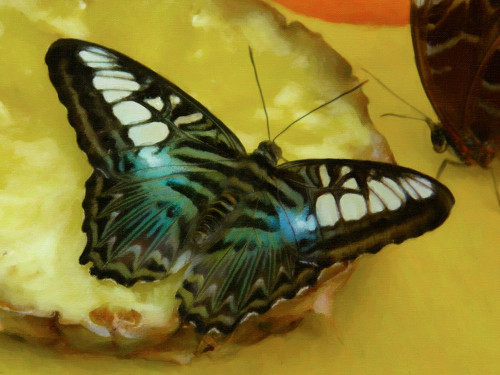 Butterfly on Pineapple Poster Print - GST