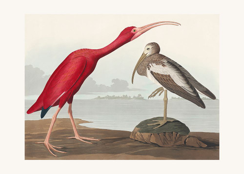 Scarlet Ibis From Birds of America
