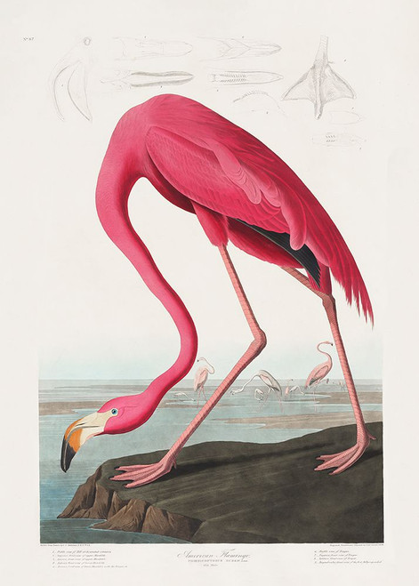 Pink Flamingo From Birds of America