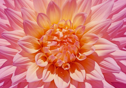 Pink Dahlia Flower Poster Print - Jennie Marie Schell Pink Dahlia Flower Poster Print - Jennie Marie Schell