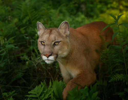 Mountain Lion On The Prowl Poster Print - Online Galloimages