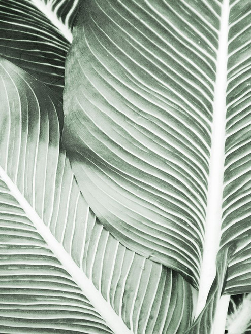 Palm Print 1 Poster Print - Kimberly Allen