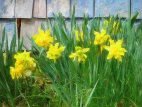 Petes Daffodils Poster Print - GST