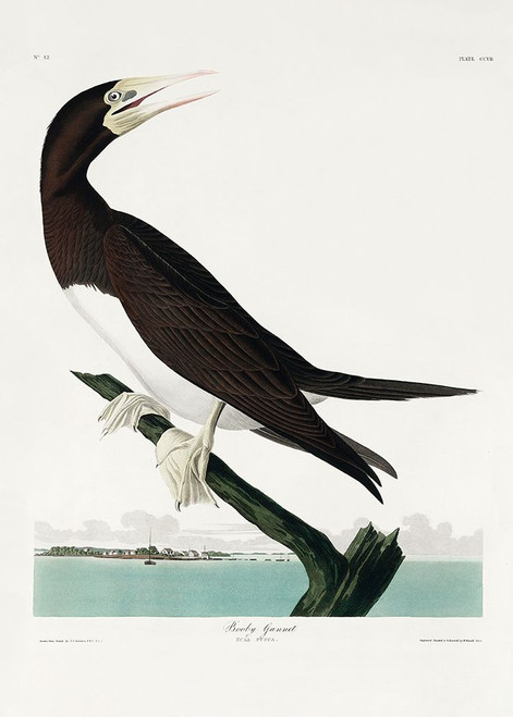 Booby Gannet From Birds of America