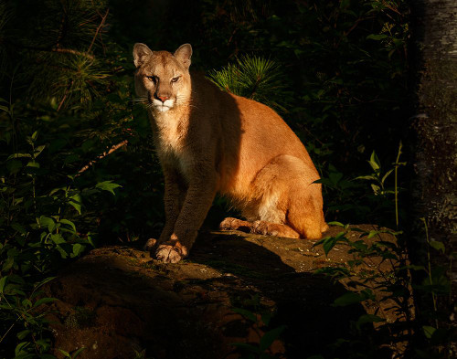 Mountain Lion At Sunrise Poster Print - Online Galloimages