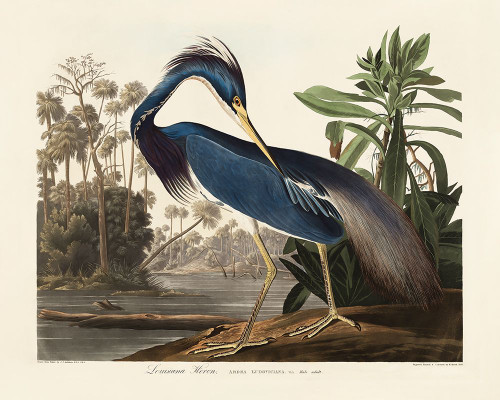Louisiana Heron From Birds of America