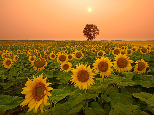Canada- Manitoba- Dugald. Field of sunflowers and cottonwood tree at sunset. Poster Print - Gallery Jaynes
