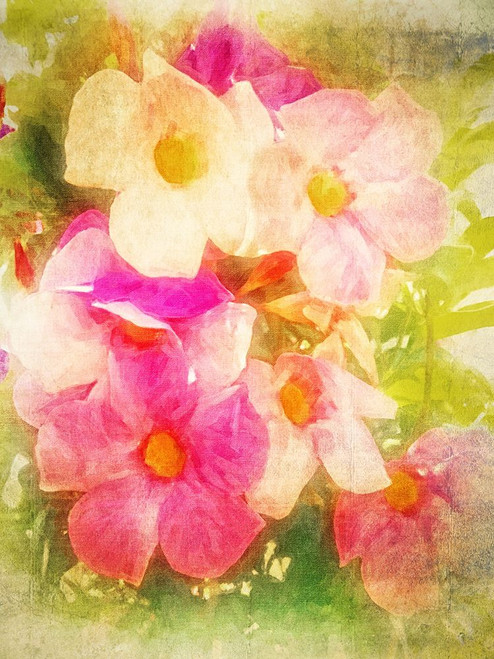 Floral Sorbet Poster Print - GST