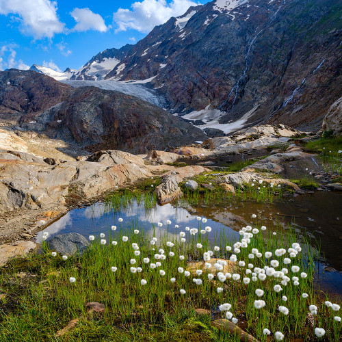 Scheuchzers cotton grass-Gurgler Ferner-Otztal Alps-Europe- Austria- Tyrol Poster Print - Martin Zwick