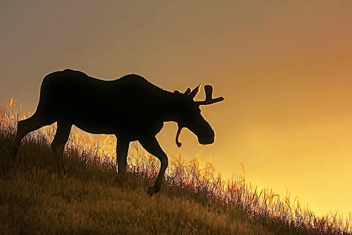 Moose Walking Silhouette Poster Print - Jennie Marie Schell