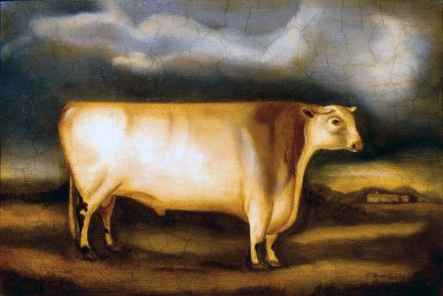 Shorthorn Bull Poster Print - Alexandra Churchill