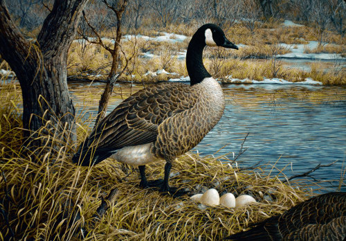 Canadian Goose Poster Print - Jeff Tift