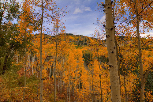 Autumn Flames At Ohio Pass Poster Print - Bill Sherrell