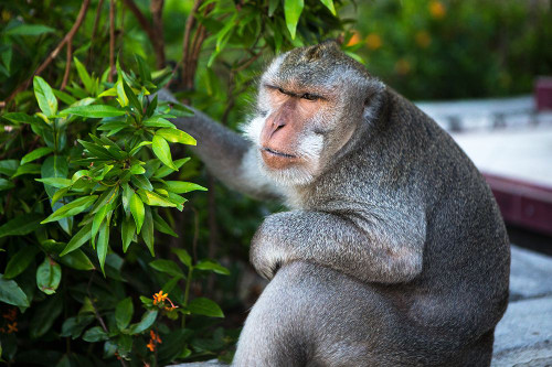 Kuta Selatan-Bali-Indonesia. A monkey sits watching in Uluwatu. Poster Print - Micah Wright