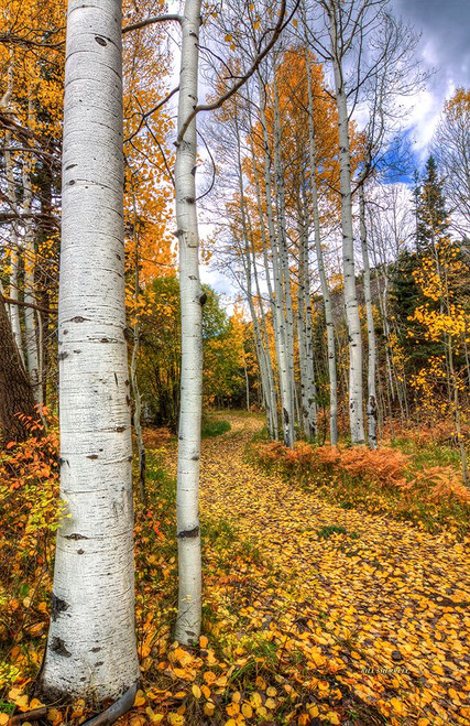 Autumn Stroll Poster Print - Bill Sherrell