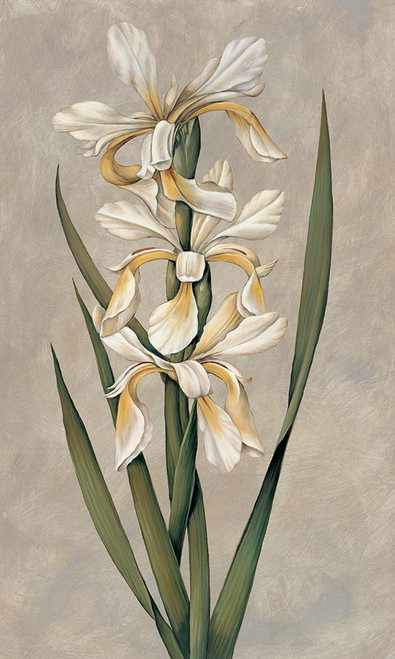 Decorative Irises II Poster Print - Jill Deveraux