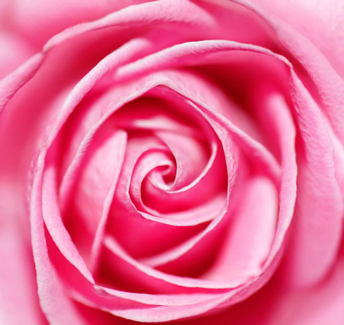 Petal by Petal Poster Print - Ben Heine