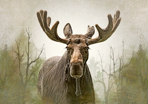 Moose in the Woodland Forest Poster Print - Jennie Marie Schell