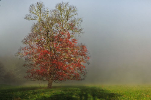 Cades Cove Tree Poster Print - Online Galloimages