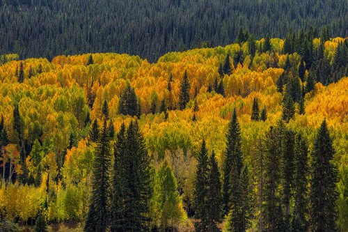 Autumn Flames Poster Print - Bill Sherrell