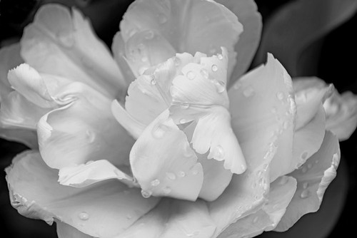 Tulip Flower Macro Black and White 4 Poster Print - Jennie Marie Schell