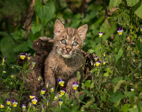 Bobcat Kitten In Wildflowers Poster Print - Online Galloimages