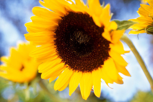 Sunshine Poster Print - Karina Connolly