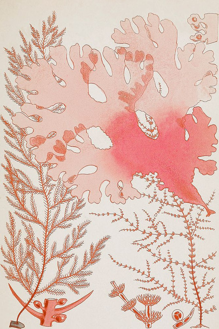 Coral Coral 1 Poster Print - GST