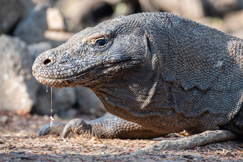 Indonesia-Komodo Island-Komodo National Park-Loh Liang. Komodo dragon Poster Print - Cindy Miller Hopkins