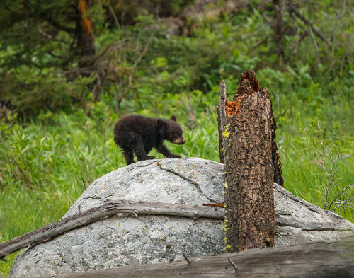 Bear Cub On Rock Poster Print - Online Galloimages