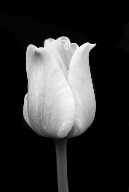 Tulip Flower Macro Black and White 1 Poster Print - Jennie Marie Schell
