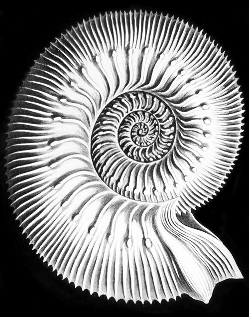 Haeckel Stephano Poster Print - GST