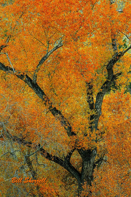 Autumn Contrast Poster Print - Bill Sherrell