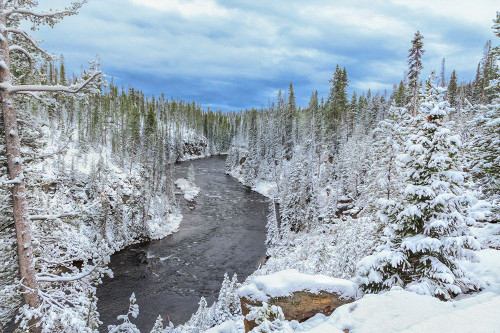 Yellowstone Winter In Fall Poster Print - Online Galloimages