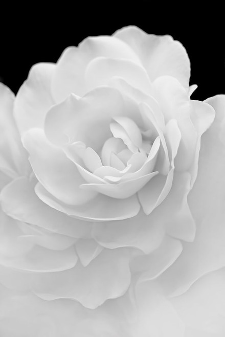 Rose Flower Macro Black and White 4 Poster Print - Jennie Marie Schell