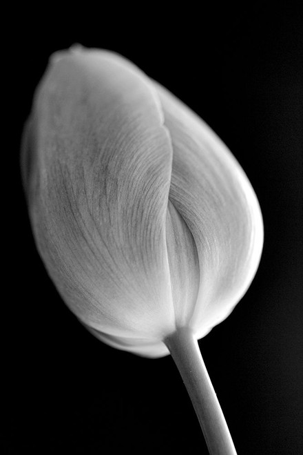 Tulip Flower Macro Black and White 2 Poster Print - Jennie Marie Schell
