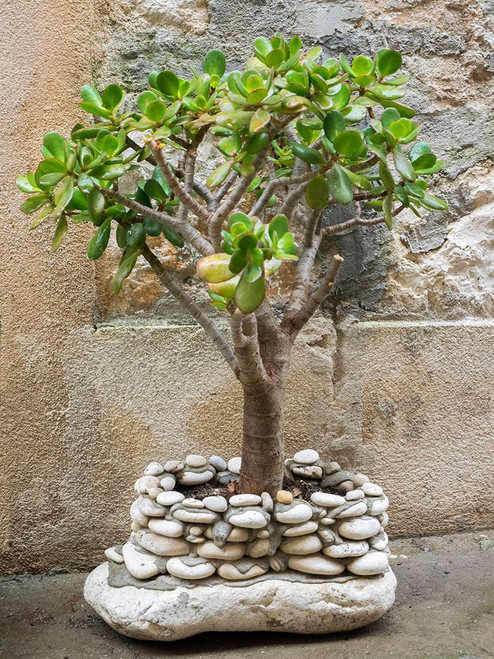 Croatia-Hvar. Green jade plant in a rock build pot in the street. Poster Print - Julie Eggers