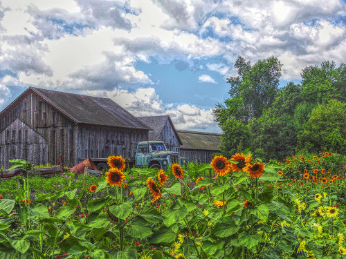 Barns n Bloom Poster Print - GST