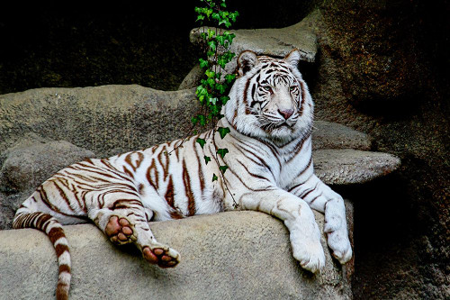 White Tiger Poster Print - Online Galloimages