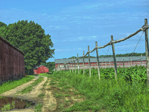Country Road Poster Print - GST