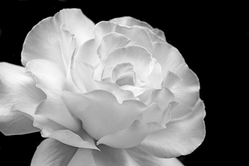 Rose Flower Macro Black and White 1 Poster Print - Jennie Marie Schell