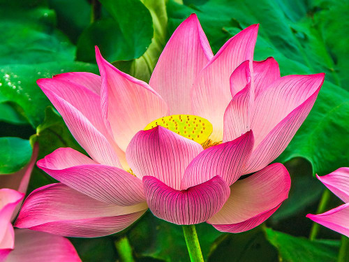 Pink lotus blooming-Hangzhou-China. Sacred flower in Buddhism native to China Poster Print - William Perry
