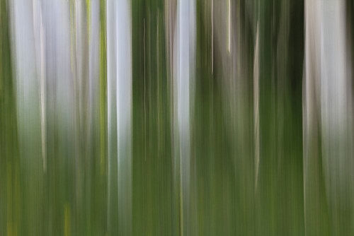 Aspen Forest In The Spring-Version 1 Poster Print - Bill Sherrell