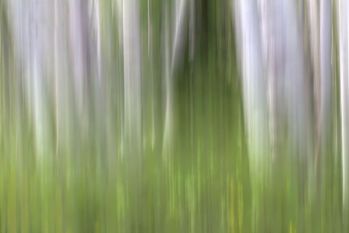 Aspen Forest In The Spring-Version 2 Poster Print - Bill Sherrell