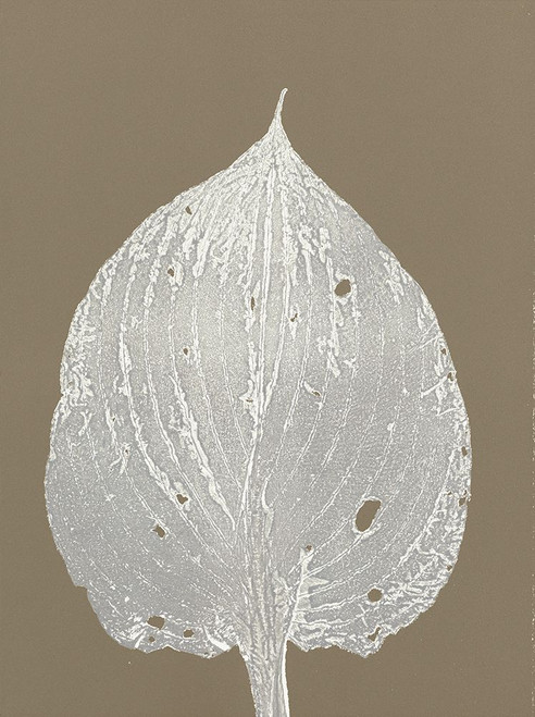 Hosta D2 Poster Print - Studio MMB