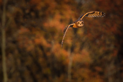 Short Eared Owl Poster Print - Online Galloimages