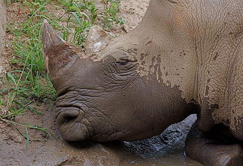 Rhino Poster Print - Online Galloimages