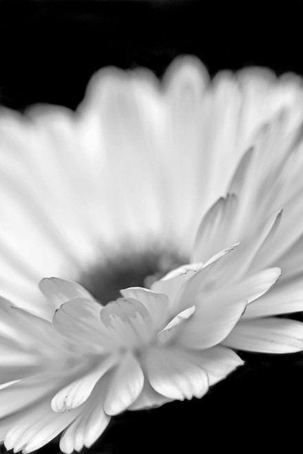 Daisy Flower Macro Black and White 2 Poster Print - Jennie Marie Schell