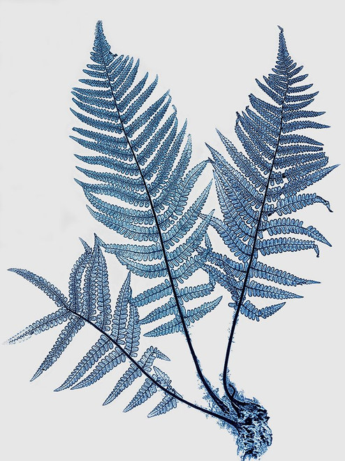 Ferns in Blue 1 Poster Print - GST