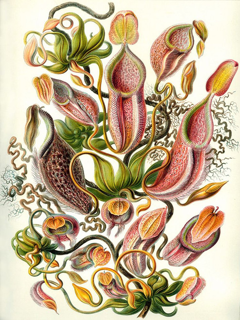 Haeckel Nepenthaceae Poster Print - GST